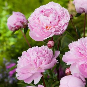 PIVOINE SARAH BERNARD Fleurs de France